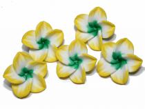 Frangipani Blüte gelb-weiss-grün, 5 Stück 
